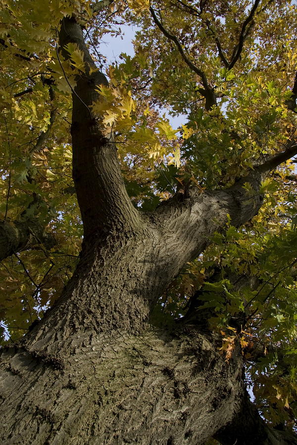 Quercus Rubra Photograph - Red Oak by Ronald Jansen