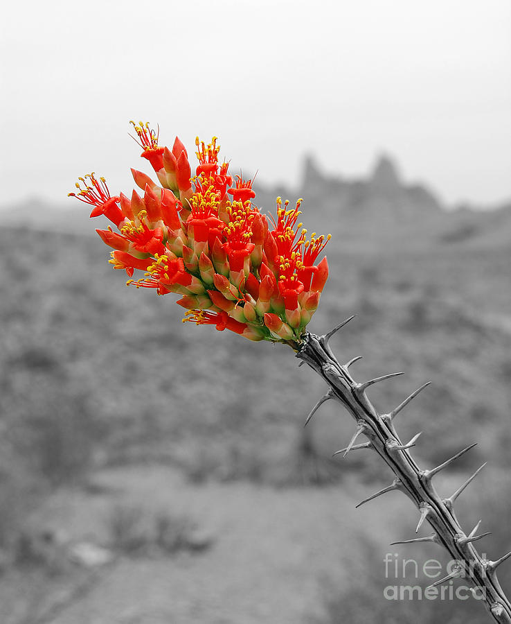 Red Ocotillo Flower and Mule Ears Formation in Big Bend National Park Color Splash Black and White Photograph by Shawn OBrien