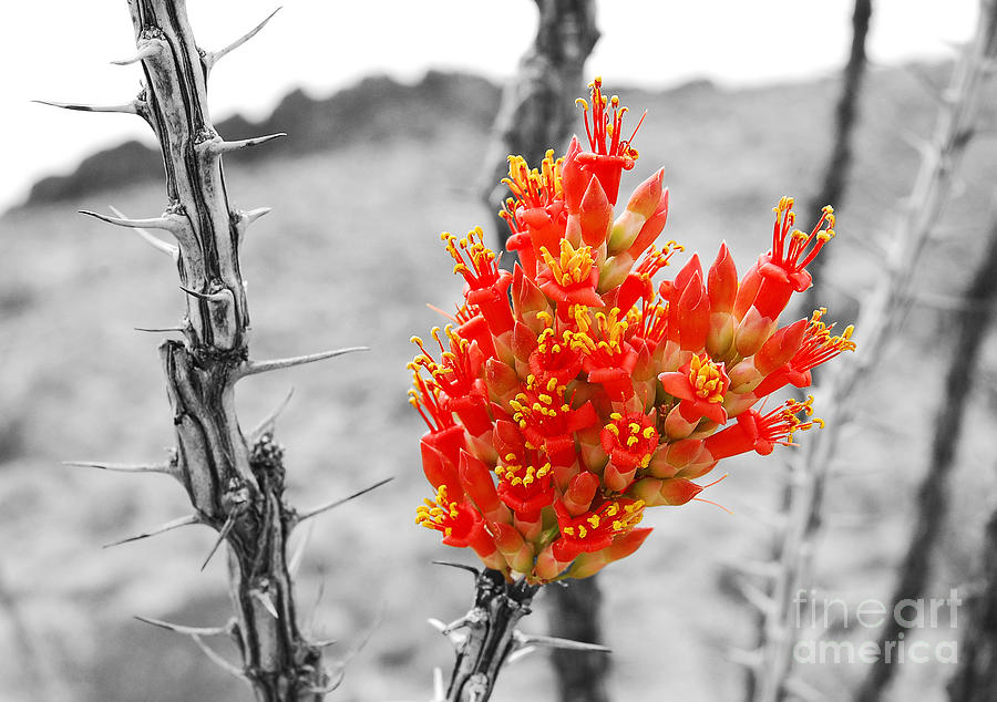 Red Ocotillo Flower in Big Bend National Park Color Splash Black and White Photograph by Shawn OBrien