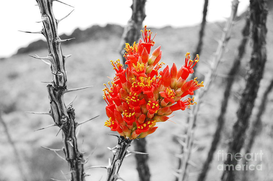 Red Ocotillo Flower in Big Bend National Park Color Splash Black and White Uncropped Photograph by Shawn OBrien