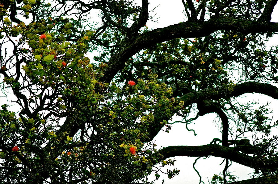 Red Ohia Lehua Tree Photograph by Lehua Pekelo-Stearns