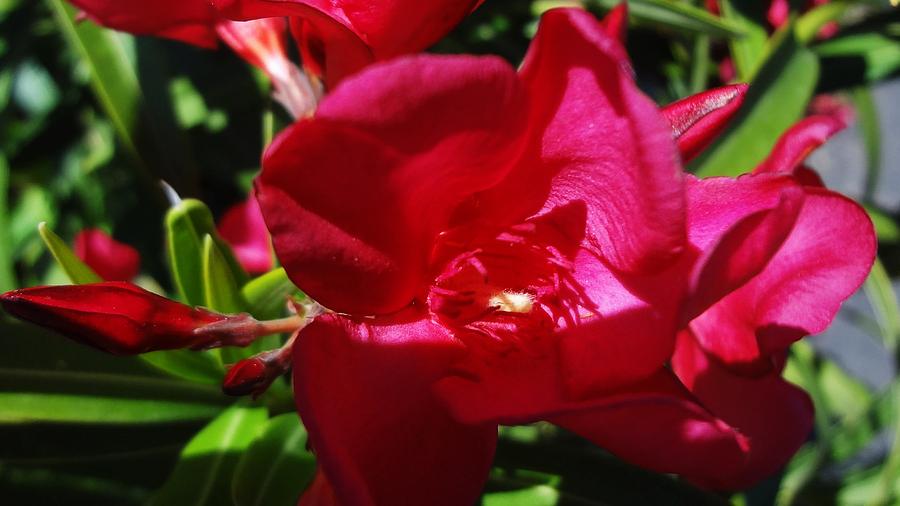 Red Oleander In Bloom Photograph By Frederick R Fine Art America
