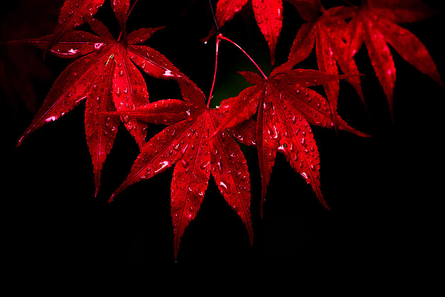 Red Leaves Photograph - Red on Black by Joy McAdams