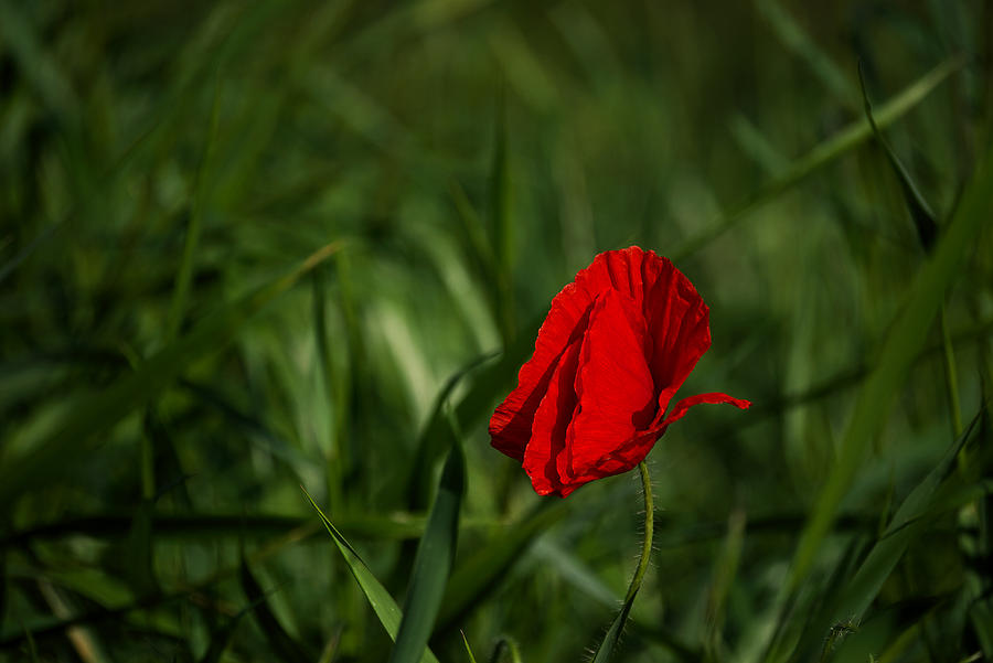 Red on green Photograph by Ivan Slosar