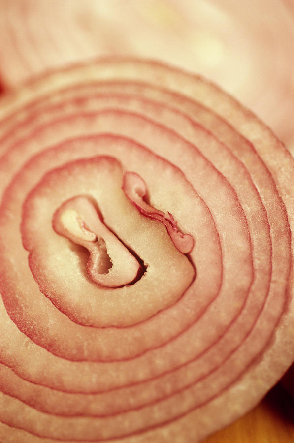 Red Onion Flesh Photograph by Sally Mccrae Kuyper/science Photo Library