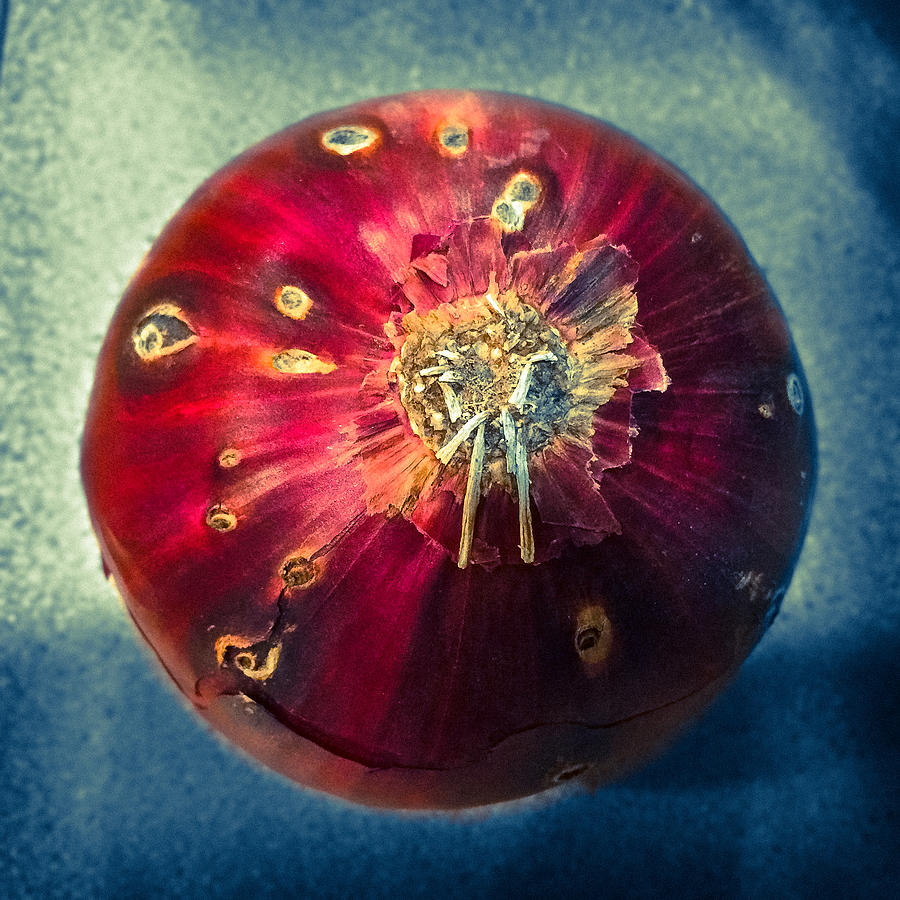 Red Onion Photograph by Ronda Broatch