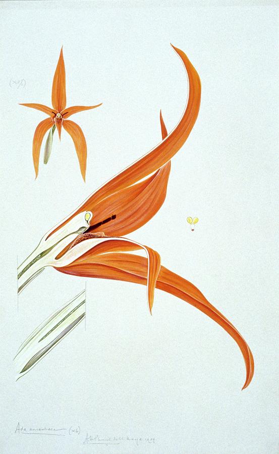 Red-orange Ada (ada Aurantiaca) Photograph by Natural History Museum, London/science Photo Library