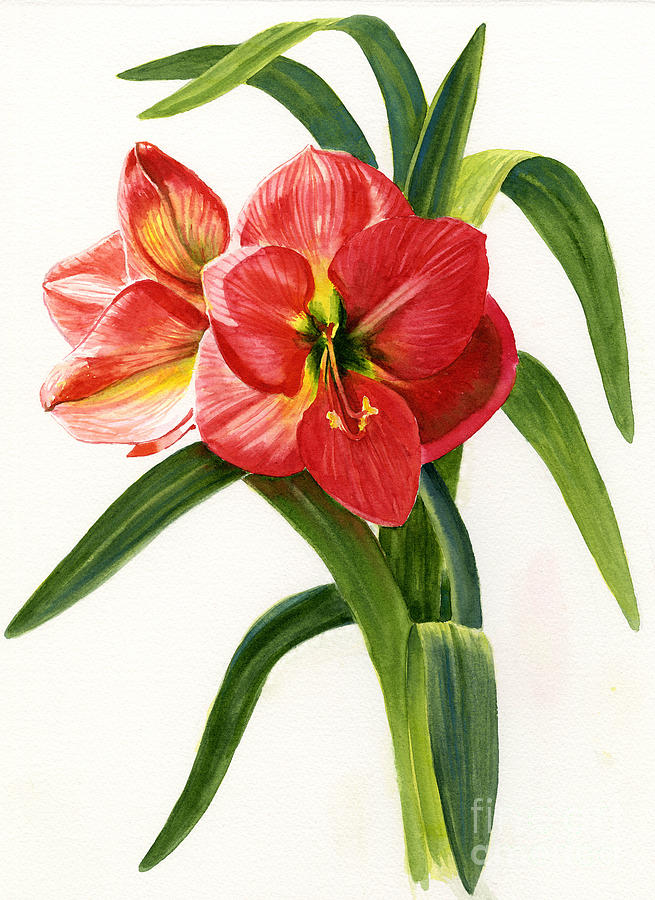 Red-orange Amaryllis Painting by Sharon Freeman