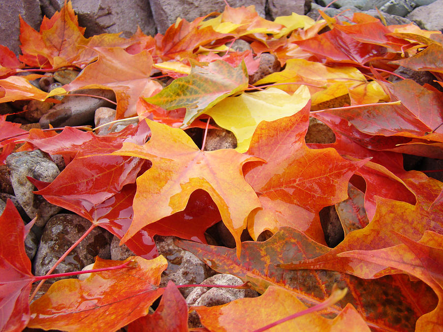 Red Orange Autumn Leaves Art Prints Photograph