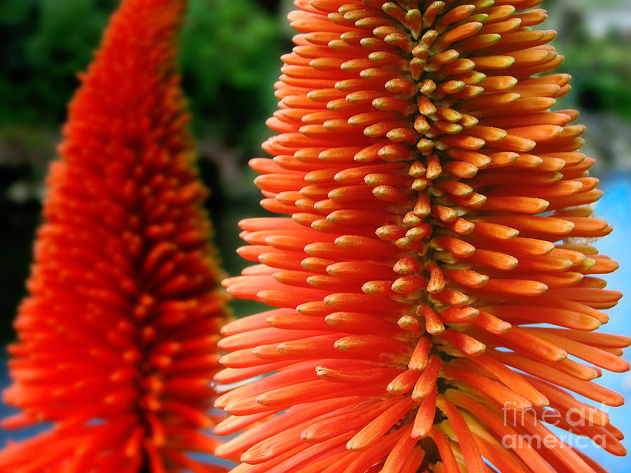 Red-orange flower of Eremurus Ruiter-Hybride Photograph by Jola Martysz