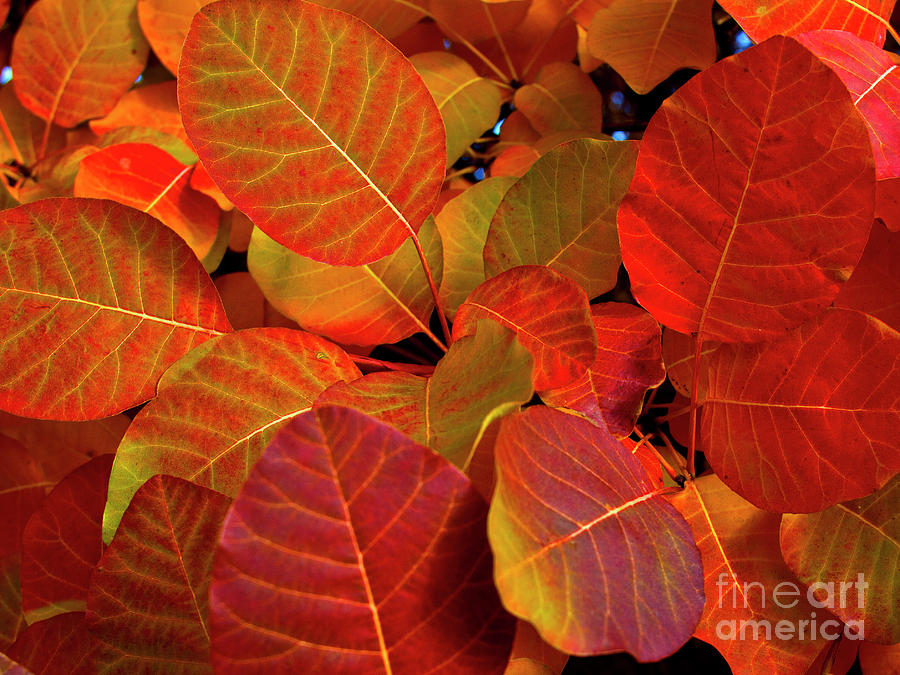 Red Orange Leaves Photograph by Charles Lupica