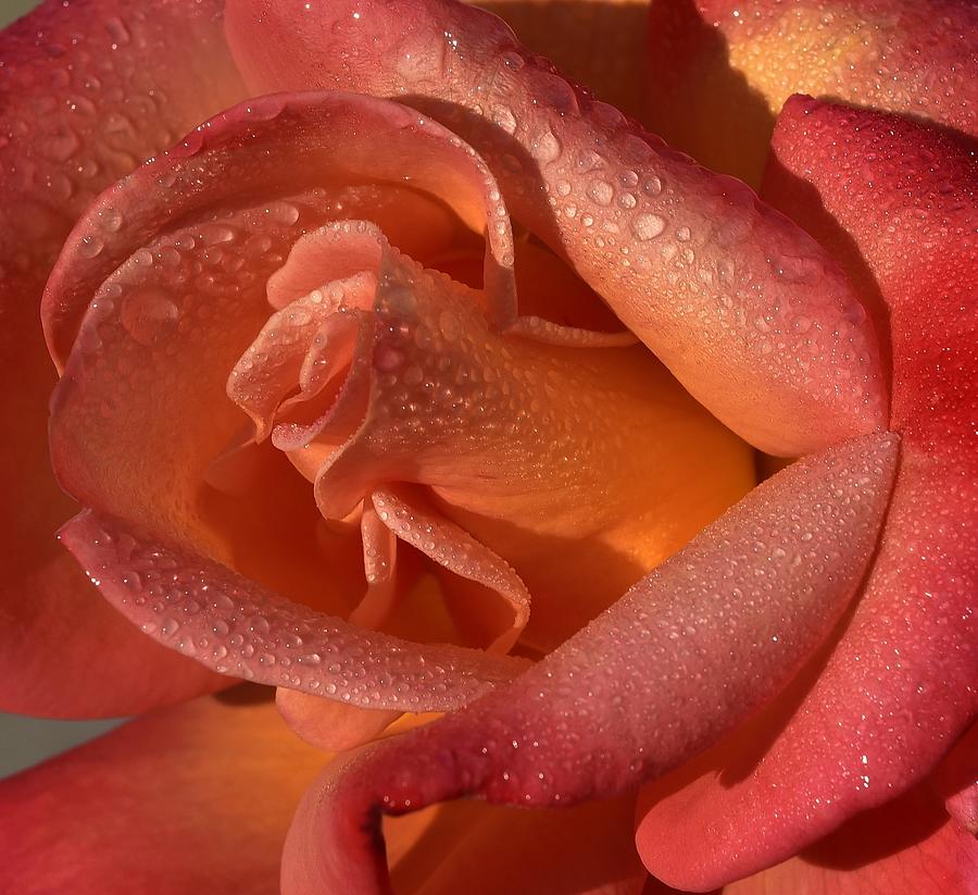 Red Orange Rose Closeup Photograph by Linda Brody