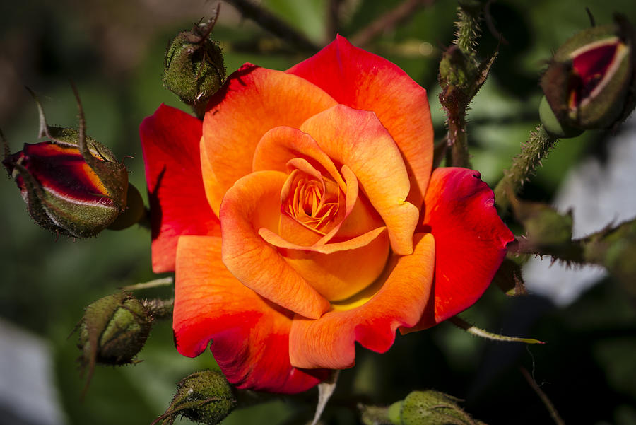 Red-Orange Rose Photograph by Frank Winters