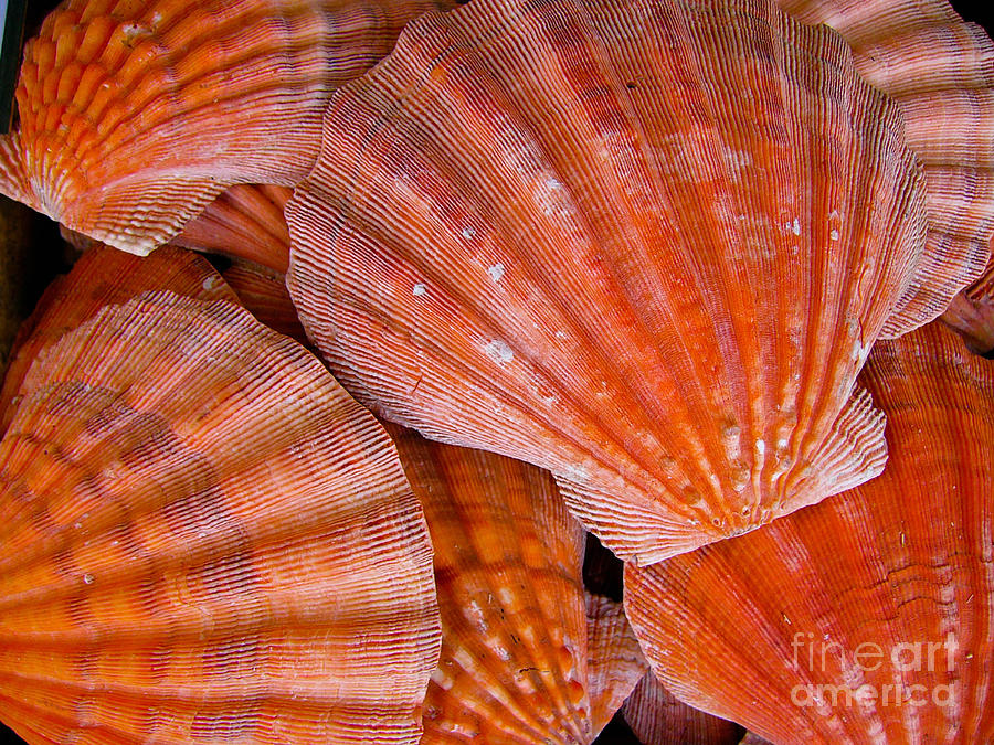 Shell Photograph - Red Orange Sea Shells by Amy Cicconi