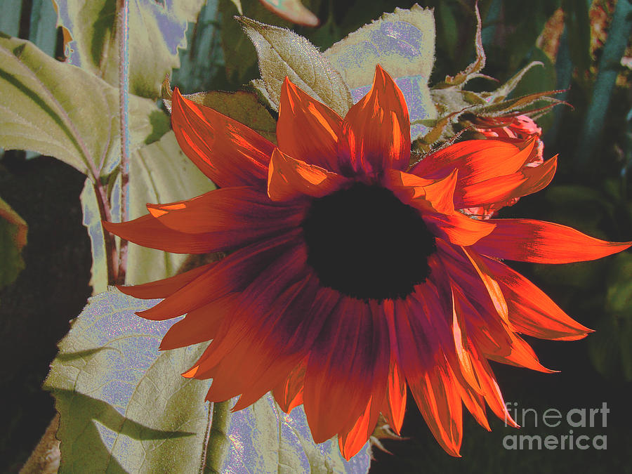 Sunflower Photograph - Red Orange Sunflower by Beverly Guilliams