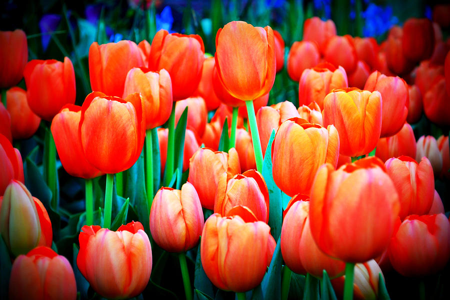 Red Orange Tulips Photograph by Katy Hawk