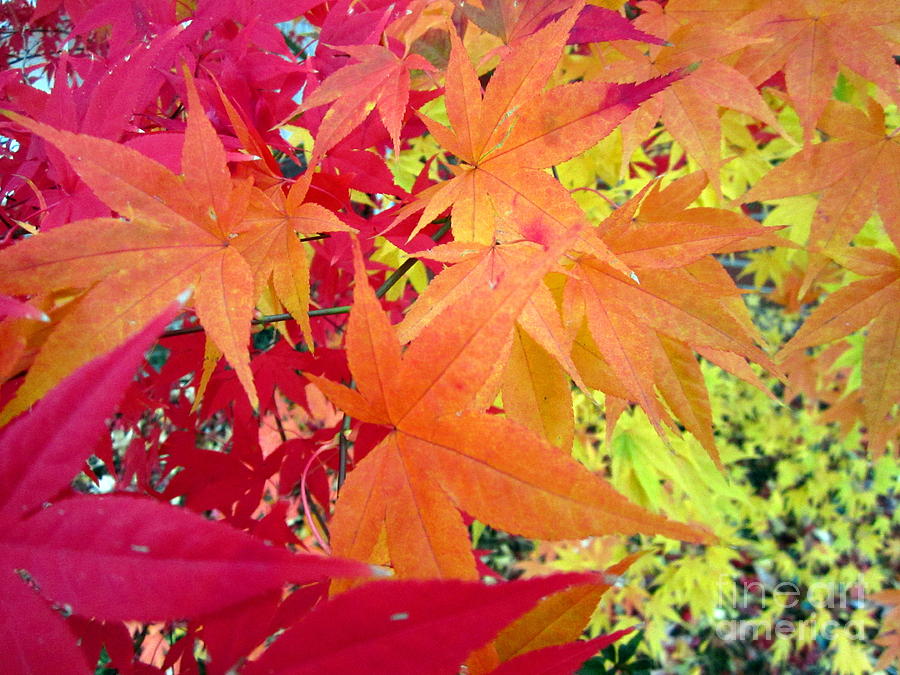 Red Orange Yellow Japanese Maple Leaves Photograph by Cynthia  Clark