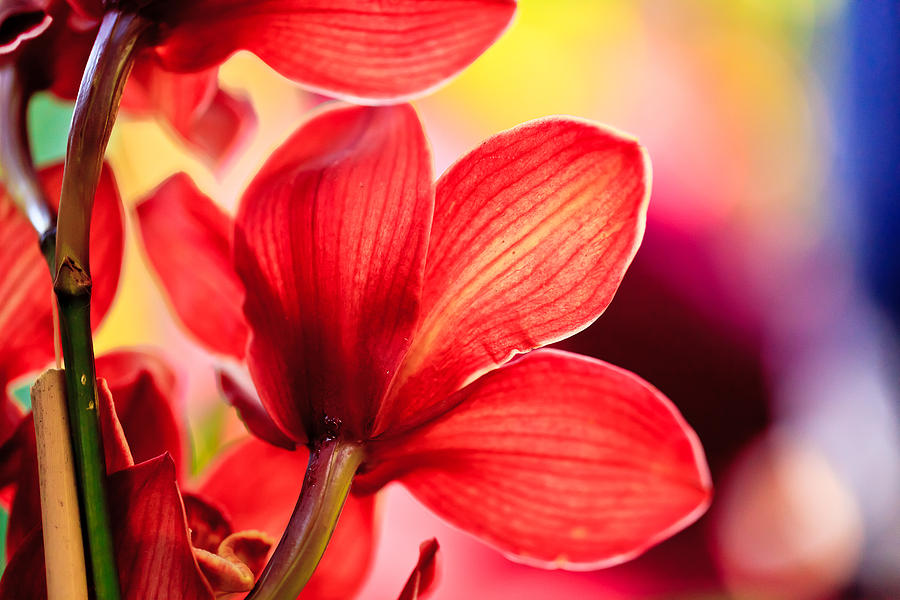 Red Orchid Photograph by Ben Graham