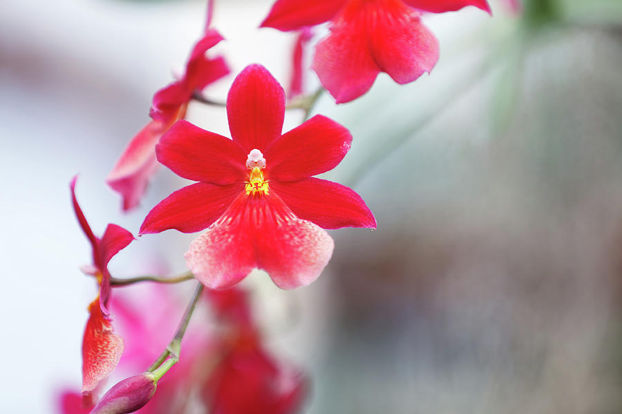 Red Orchid Photograph by Borchee