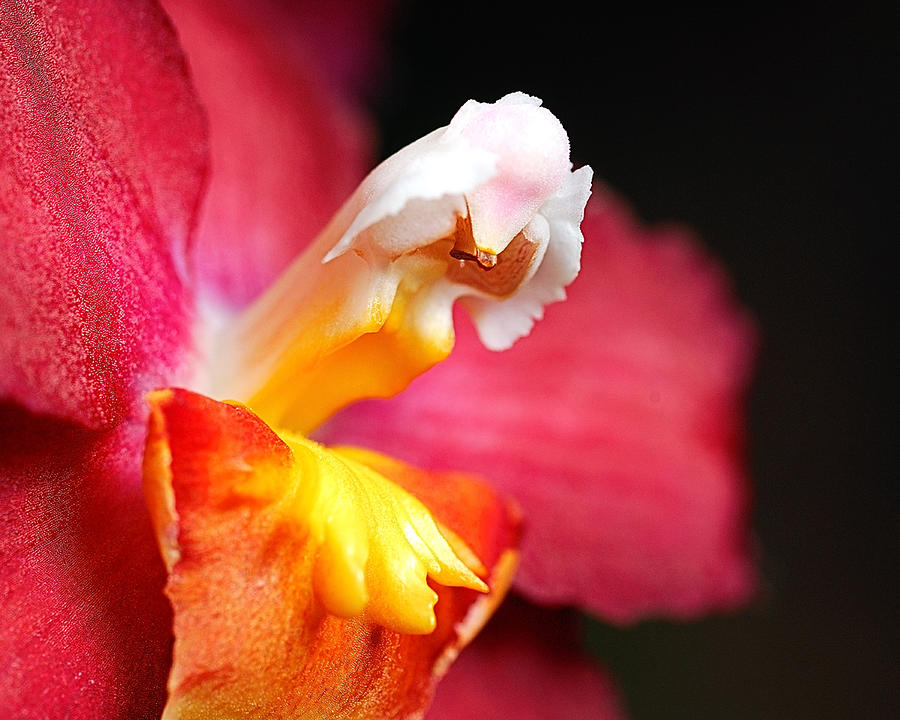 Orchid Photograph - Red Orchid  by Dick Wood