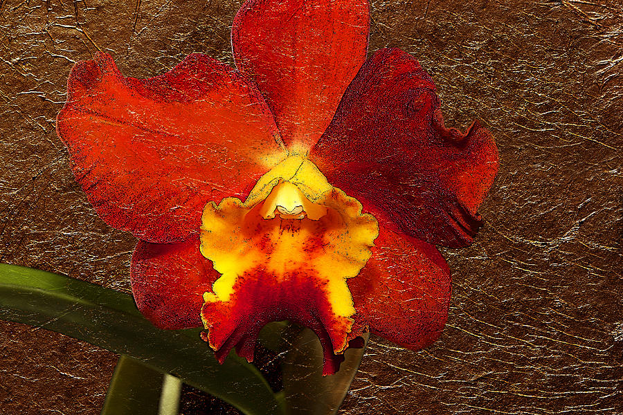 Red Orchid Gold Leaf Photograph by Phyllis Denton