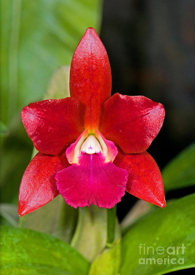 Red Orchid Photograph by Millard H. Sharp