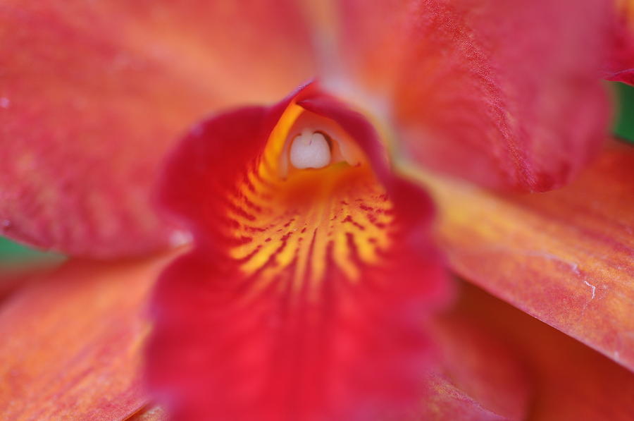 Red orchid Photograph by Sue Morris