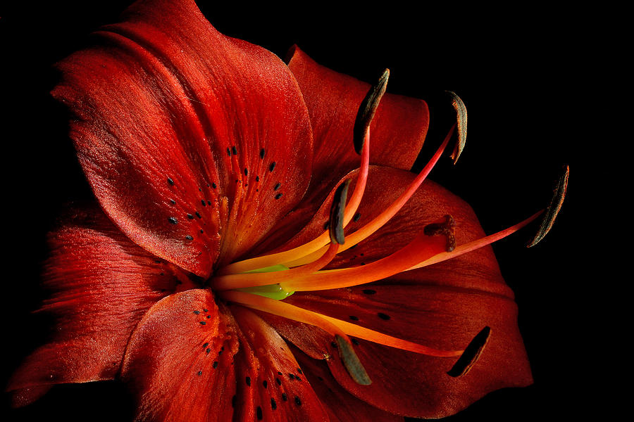 Red Oriental Lily Close Bright  Photograph by Greg Sava
