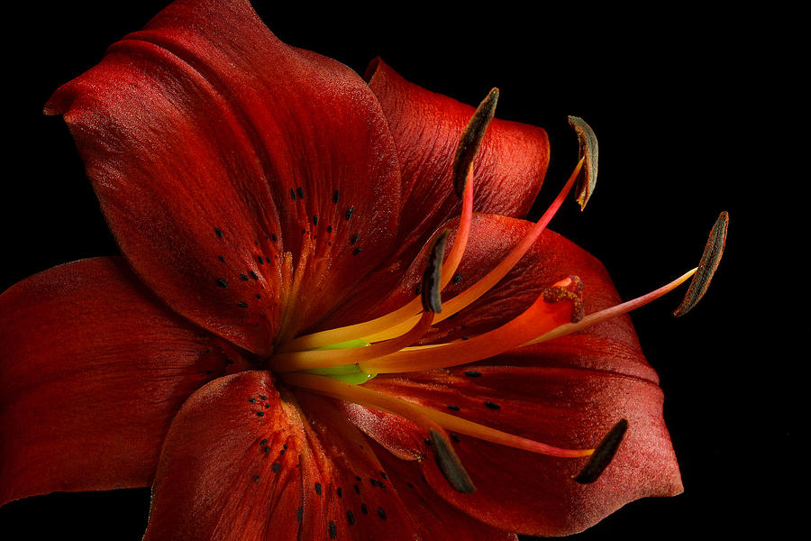 Red Oriental Lily Close Dark  Photograph by Greg Sava