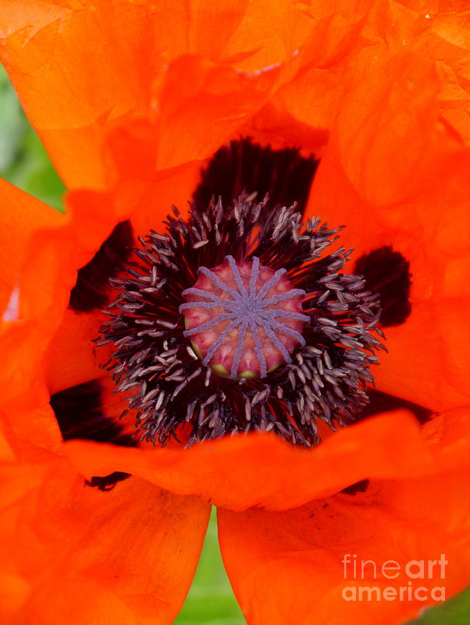 Red Oriental Poppy Photograph by Christiane Schulze Art And Photography