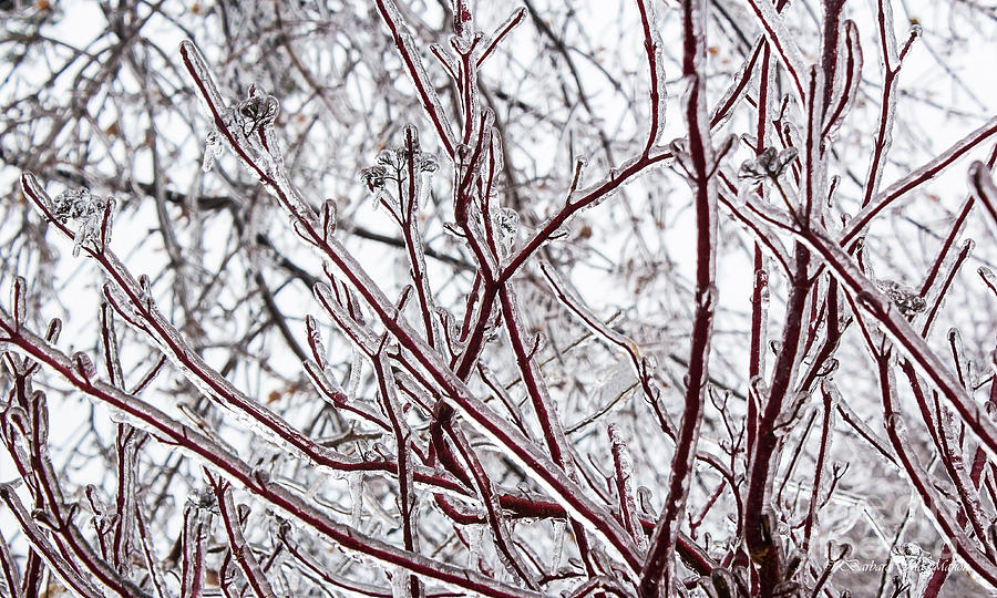 Red Osea Dogwood Sporting Ice Coat Photograph by Barbara McMahon