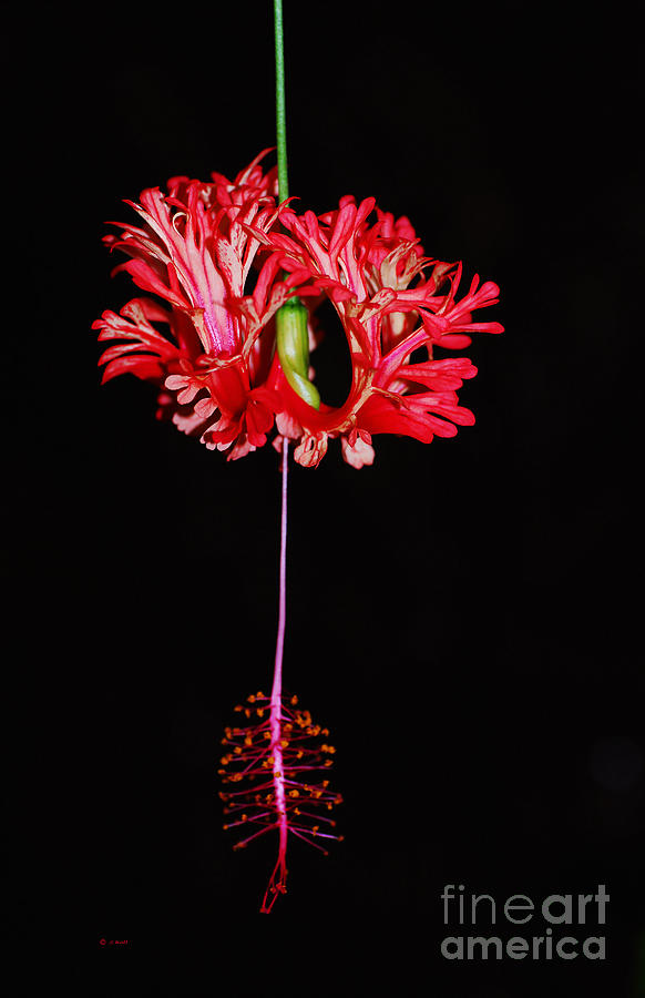 Flowers Still Life Photograph - Red Out of Black by Francine Hall