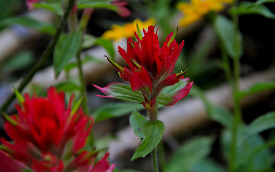 Red Paintbrush Photograph by Ed Riche