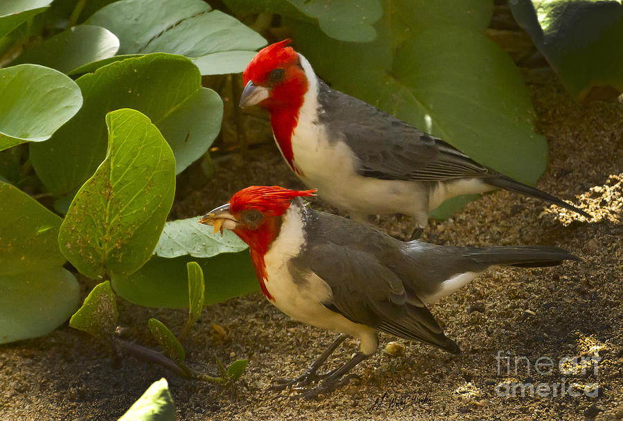 Cardinal Photograph - Red Pair of Crested Cardinal-Signed-8701 by J L Woody Wooden