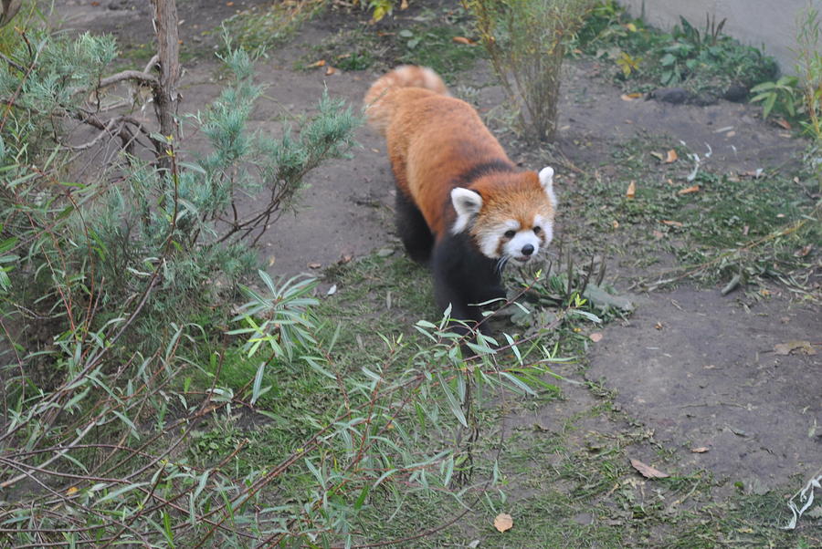 Red Panda 2 Photograph by Jim Hogg