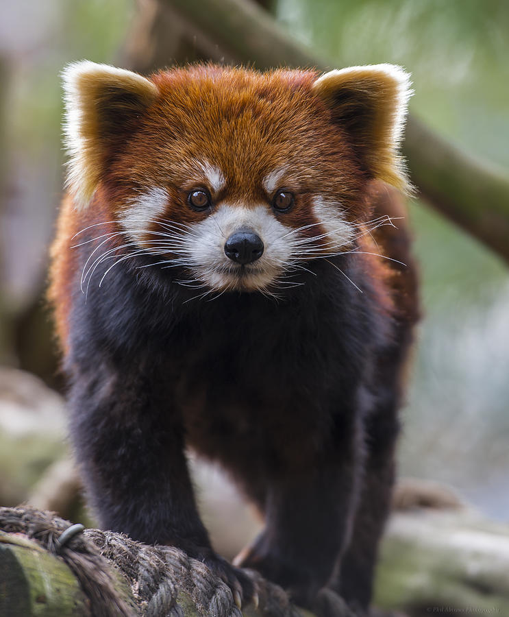 Red Panda 3 Photograph by Phil Abrams