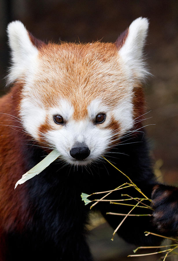 Red Panda Ailurus Fulgens Photograph by David Kenny