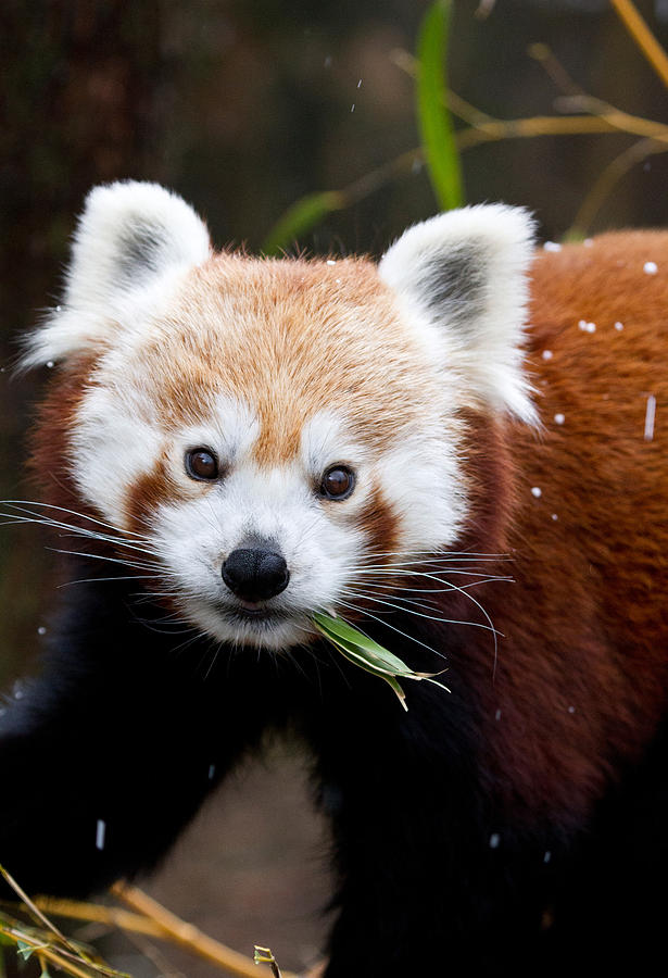 Red Panda  Ailurus Fulgens Eating Photograph by David Kenny