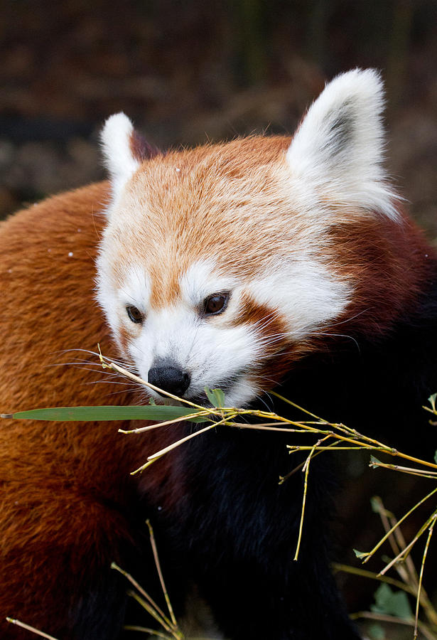 Animal Photograph - Red Panda  Ailurus Fulgens In Captivity by David Kenny