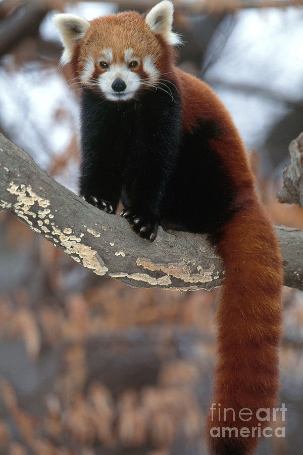 Red Panda Photograph by Art Wolfe