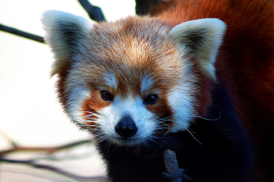 Red Panda Photograph by Bill Swartwout