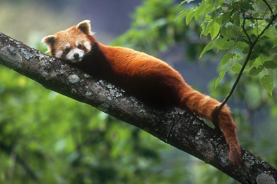 Red Panda, China Photograph by Thomas And Pat Leeson