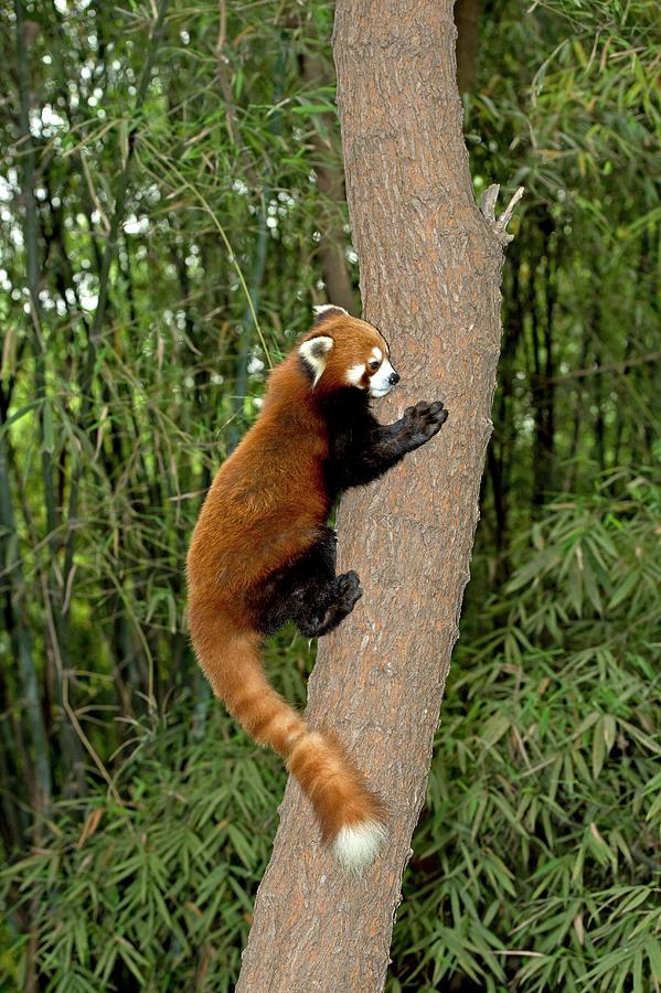 Red Panda Climbing A Tree Photograph by Tony Camacho - Pixels