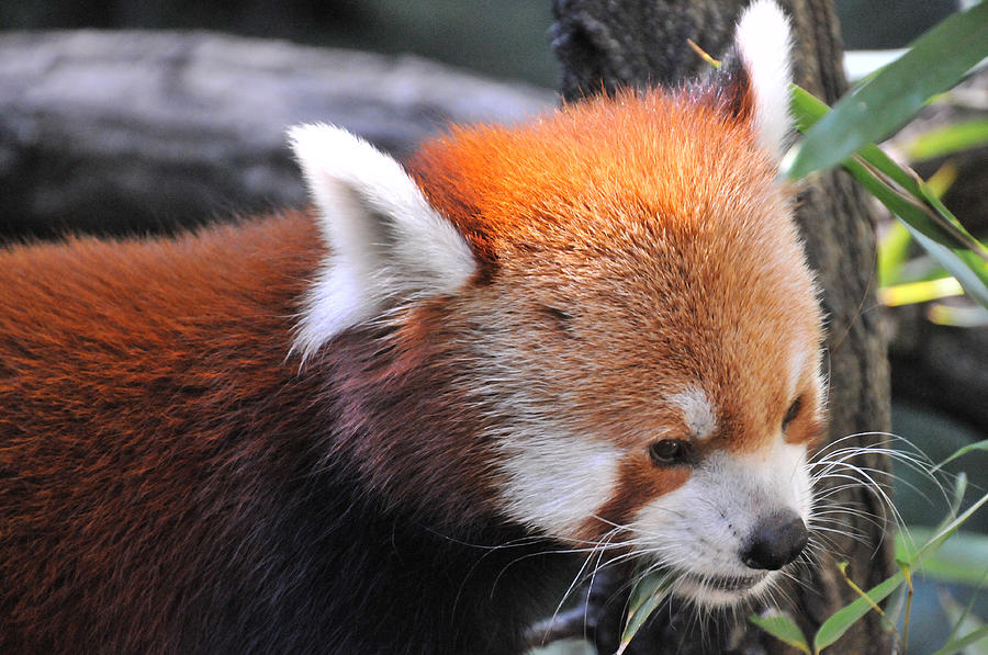 Red Panda Eats Bamboo Photograph by Mike Martin