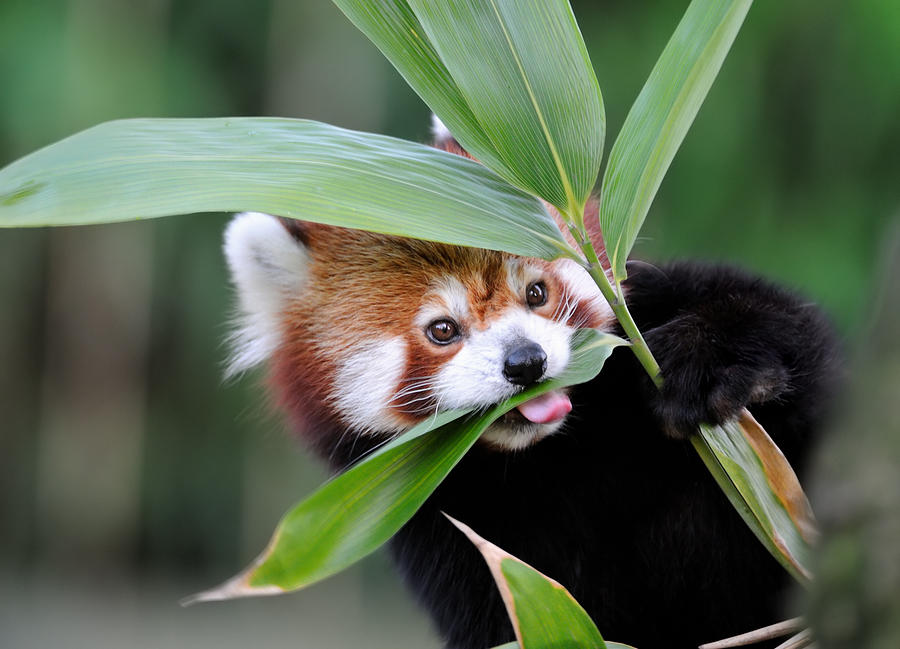 Red Panda Photograph by Freder Red Panda Photograph by Freder
