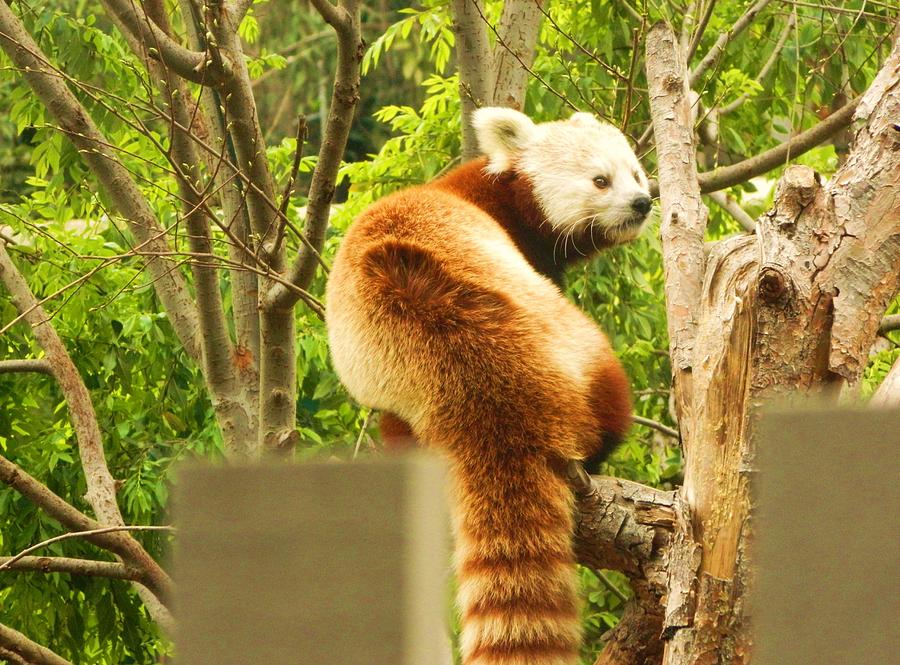 Red Panda Hangout Photograph by Heather White - Fine Art America