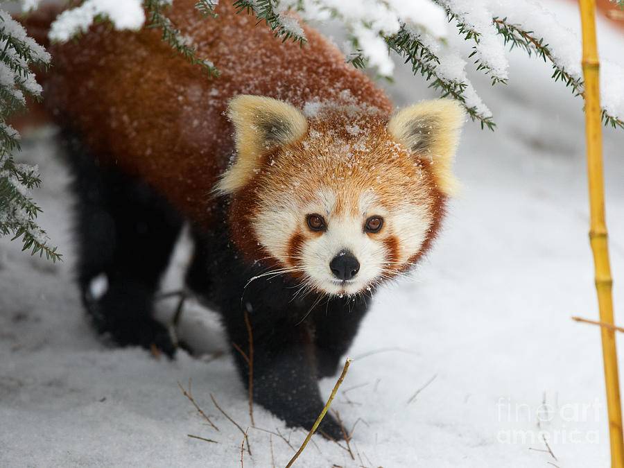 Red Panda In The Snow Photograph