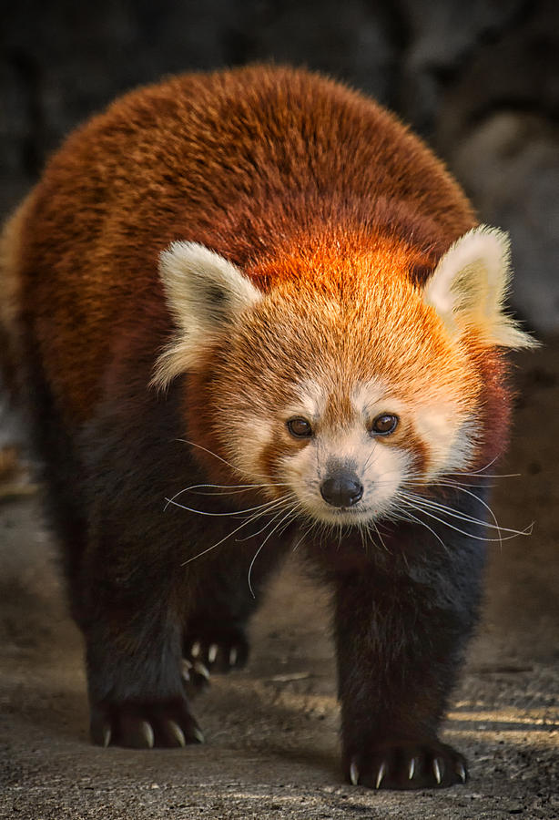 Red Panda  by Linda Tiepelman