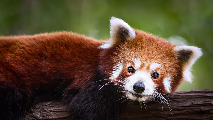 Red panda Photograph by Marianne Purdie