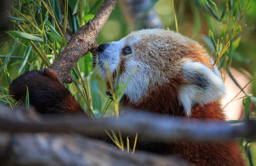 Red Panda Photograph by Matthew Onheiber